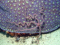   Brittlestar  